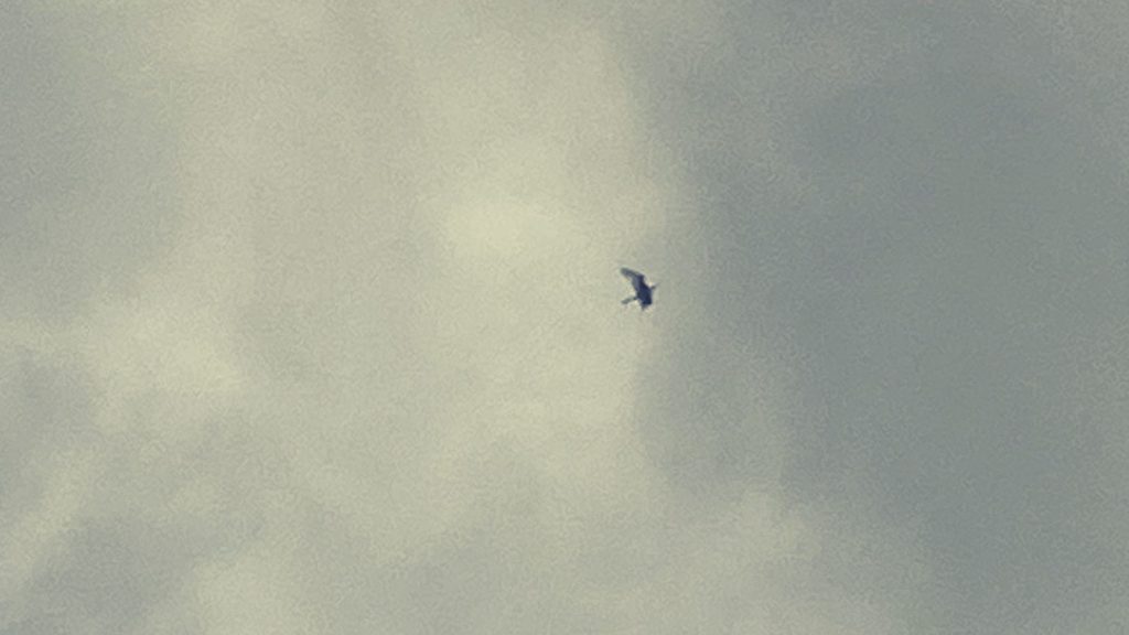 Ave volando en el Valle del Mezquital, Hidalgo