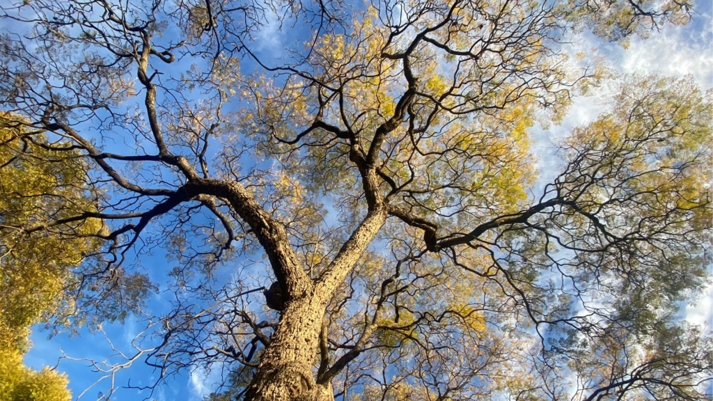 El cielo azul entre las ramas en invierno.