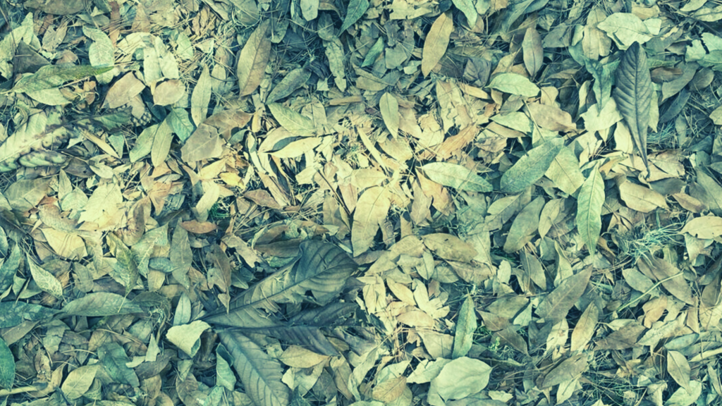 Hojas secas en invierno.